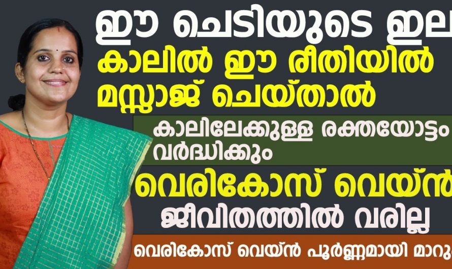 ഈ ചെടിയുടെ ഇല ഇങ്ങനെ ഉപയോഗിച്ചാൽ രക്തയോട്ടം വർദ്ധിക്കും സുഖമായി നടക്കാം. | Leg Pain Remove Leaf