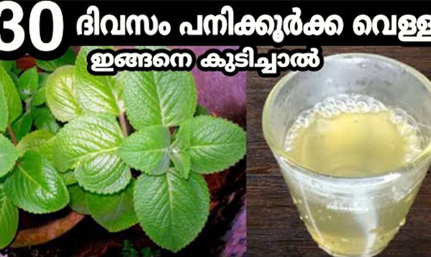 വീട്ടുവളപ്പിൽ ഈ ചെടിയാണ് എല്ലാറ്റിനും ഉള്ള കിടിലൻ ഒറ്റമൂലി. പനി കൂർക്ക ഇതുപോലെ ചെയ്യൂ. | Healthy Leaf Malayalam