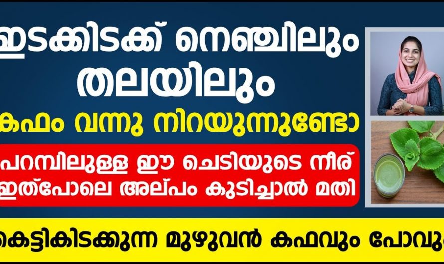 നെഞ്ചിൽ കഫം നിറയുന്നുണ്ടോ പറമ്പിലെ ഈ ചെടിയുടെ നീര് ഇതുപോലെ കുടിച്ചാൽ മതി. | Prevent Cough Health Tip