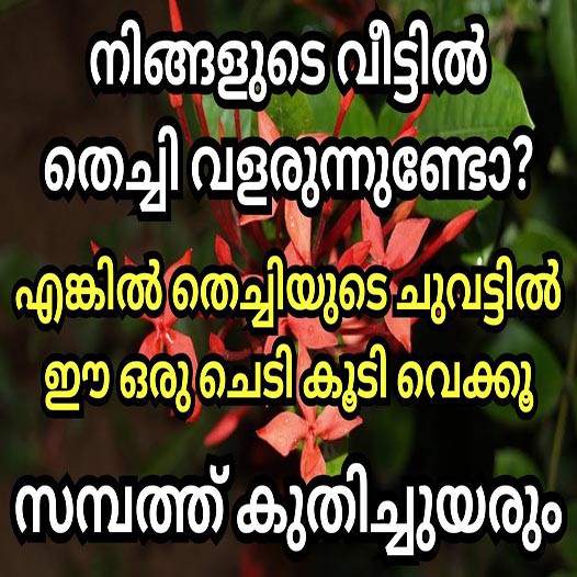 നിങ്ങളുടെ വീട്ടിൽ തെച്ചിപ്പൂവ് വളർന്നു വരുന്നുണ്ടോ. സമ്പത്ത് വർധിക്കാൻ അതിന്റെ കൂടെ ഈ ചെടി കൂടി വയ്ക്കൂ.