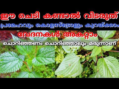 ചൊറിയണം കഴിച്ചാൽ പലതുണ്ട് ഗുണങ്ങൾ.. ഇത് അറിയുന്ന ആരും ഇനി ഈ ചെടി പിഴുതുകളയില്ല..