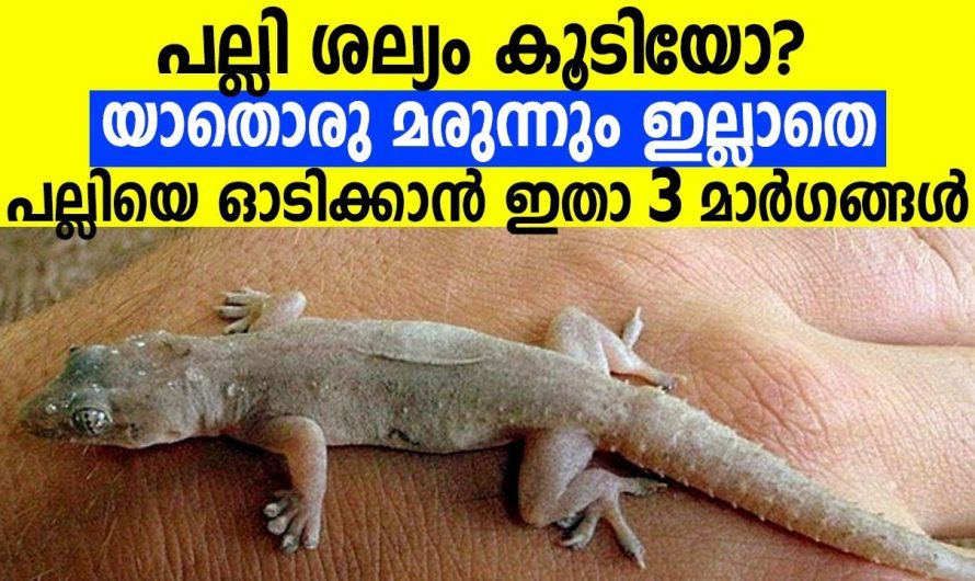 ഈ സാധനങ്ങൾ വീട്ടിൽ വച്ചാൽ മതി പല്ലി ആ പരിസരത്ത് വരില്ല…