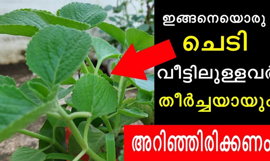 ഈ ചെടി വീട്ടിൽ ഉണ്ടെങ്കിൽ .., പല രോഗങ്ങളും നിങ്ങളെ അടുക്കില്ല..