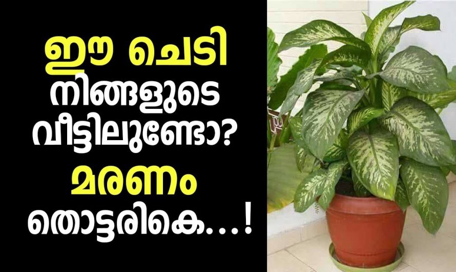 ഒരിക്കലും ഈ ചെടി വീടിനകത്ത് വളർത്തരുത്… ജീവൻ വരെ നഷ്ടമാവും…