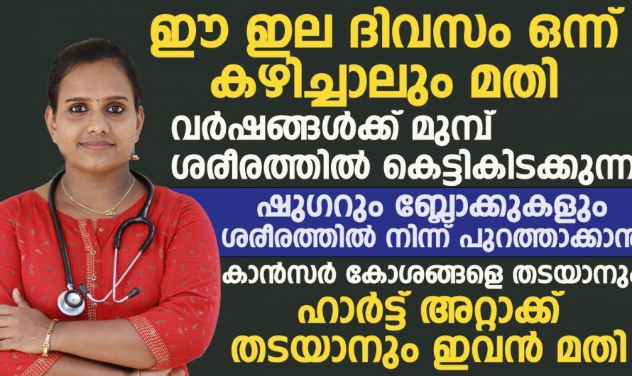 പേരയിലയുടെ ഞെട്ടിക്കുന്ന ഗുണങ്ങൾ.. ഇത് ആരും അറിയാതെ പോകരുത്..