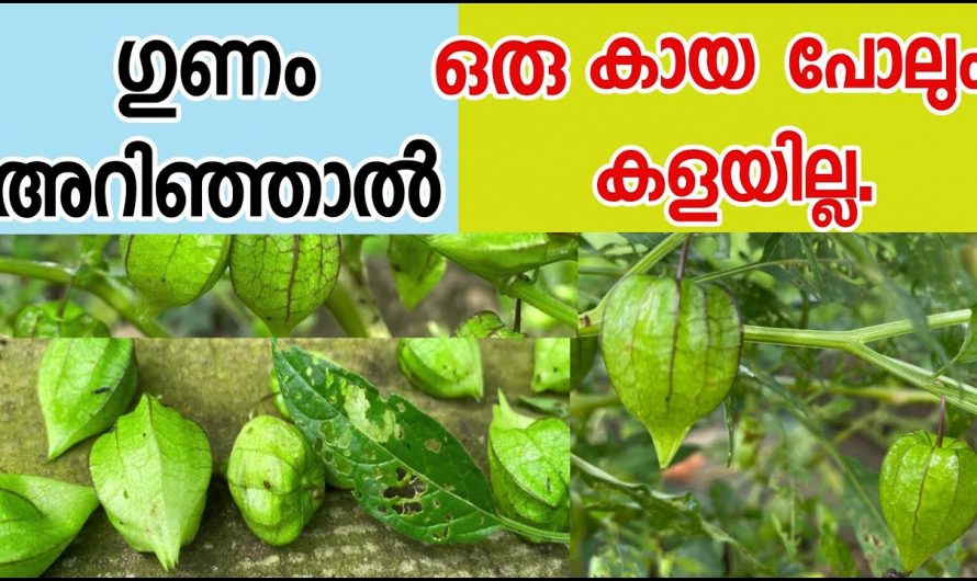 പല രോഗങ്ങൾ മാറുന്നതിന് ഈ ഒരു ചെടി മാത്രം മതി…