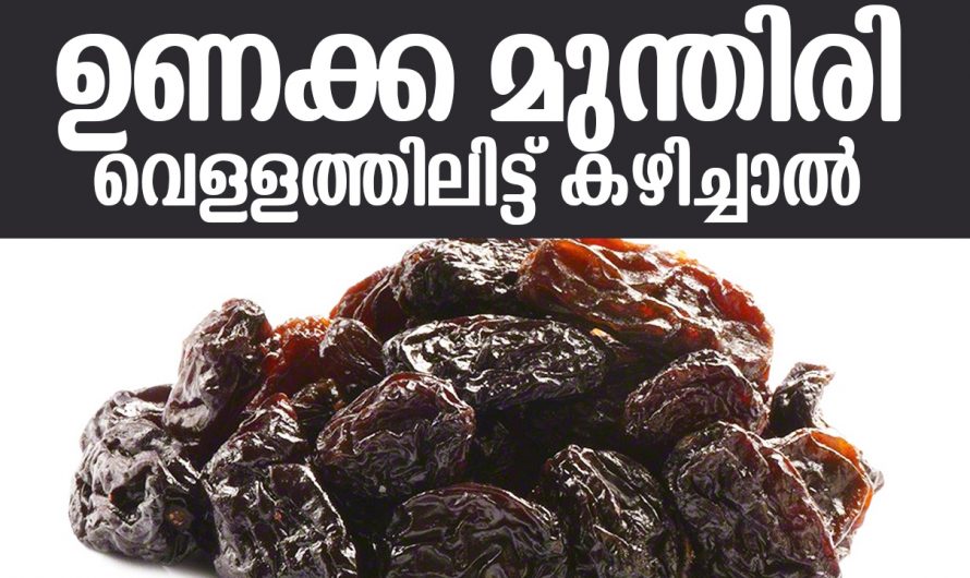 ഉണക്കമുന്തിരിയുടെ ഈ ഗുണങ്ങൾ അറിഞ്ഞാൽ എല്ലാ ദിവസവും തീർച്ചയായും നിങ്ങൾ ഇത് ഉപയോഗിക്കും….