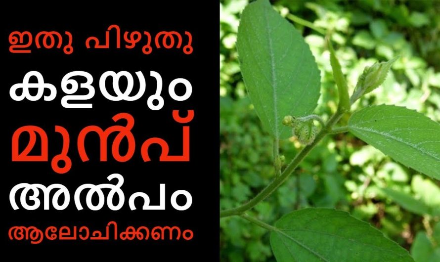 ഈ സസ്യത്തിന്റെ ഗുണങ്ങൾ കേട്ടാൽ ആരും ഞെട്ടിപ്പോകും…