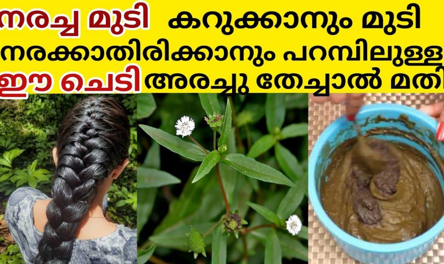 യാതൊരു കെമിക്കലുകളും ഇല്ലാതെ വീട്ടിൽ തന്നെ മുടി കറുപ്പിക്കാം…