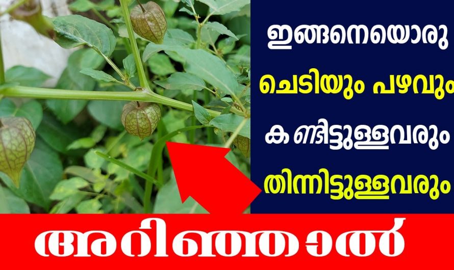 ഈ പഴത്തിന്റെ ഗുണങ്ങൾ അറിഞ്ഞാൽ ഇനി ആരും ഇത് കളയില്ല…