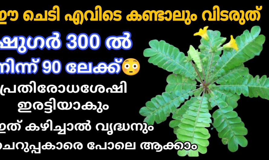 ആരെയും ഞെട്ടിക്കുന്ന മുക്കുറ്റിയുടെ ഔഷധഗുണങ്ങൾ…