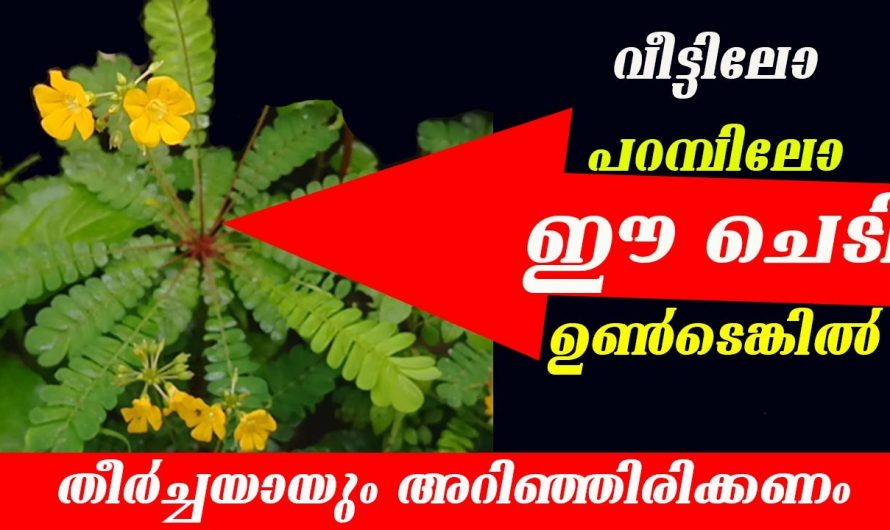 മുക്കുറ്റിയുടെ ഈ ഗുണങ്ങൾ ആരും അറിയാതെ പോകരുത്…