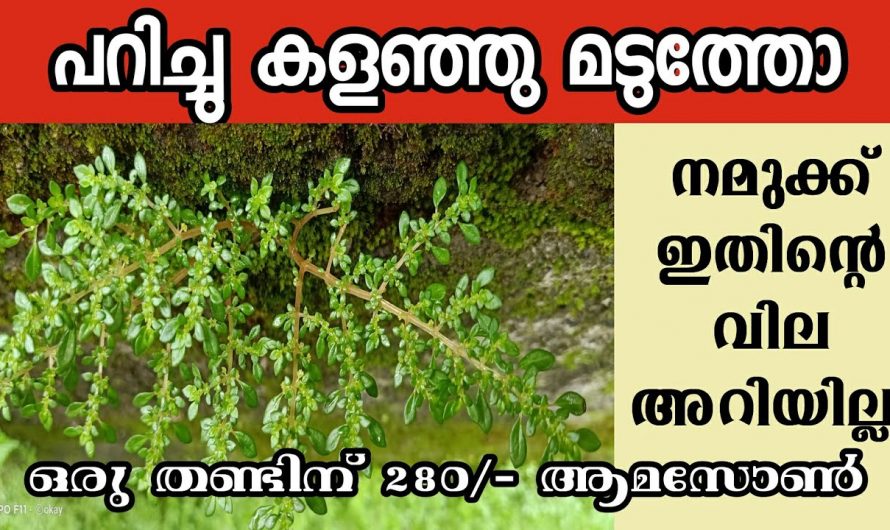 ഇനി ആരും ഈ ചെടി പറിച്ചു കളയണ്ട…. ഇവൻ നിസ്സാരക്കാരനല്ല..