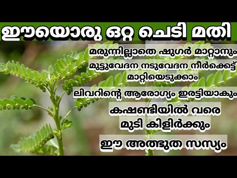 നിരവധി രോഗങ്ങൾക്കുള്ള ഒരു കിടിലൻ ഒറ്റമൂലി, ഈ സസ്യം ഇനി ആരും വെറുതെ കളയരുത്….