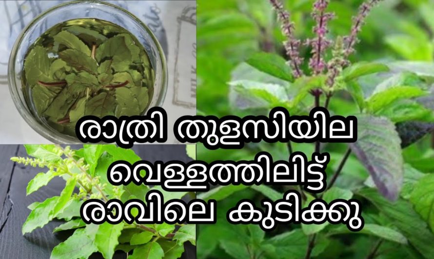 മരുന്നുകളില്ലാതെ ജലദോഷവും പനിയും മാറാൻ ഈ സസ്യത്തിന്റെ ഇലകൾ കഴിച്ചാൽ മതി…