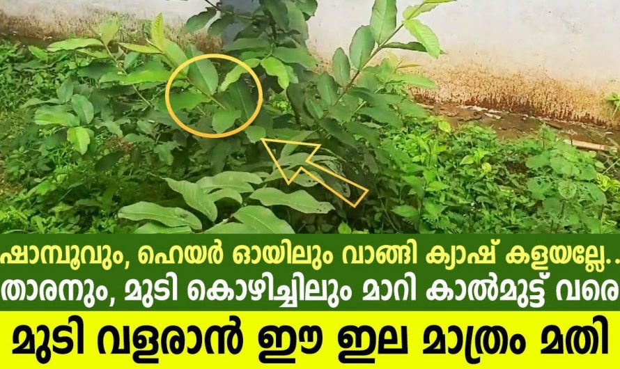 ഏതു വളരാത്ത മുടിയും വളരും പേരയില ഇങ്ങനെ ഉപയോഗിച്ചു നോക്കൂ….