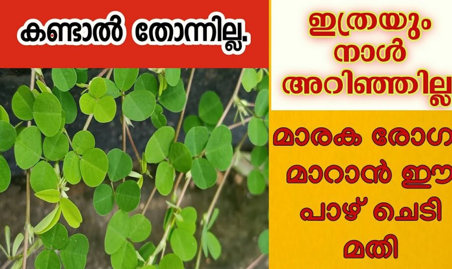 ഒരു പിടി ഔഷധഗുണങ്ങളാൽ സമ്പന്നമായ ഈ പാഴ്ച്ചെടി പല രോഗങ്ങൾക്കുമുള്ള ഒരു കിടിലൻ ഒറ്റമൂലിയാണ്..