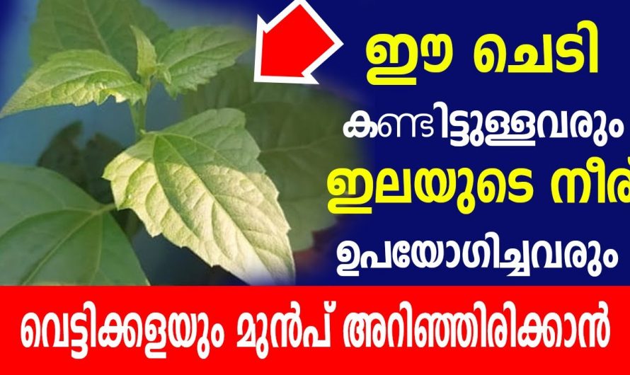 വഴിയരികിൽ കാണുന്ന കമ്മ്യൂണിസ്റ്റ് പച്ച ഒരു ഉഗ്രൻ നാട്ടുമരുന്നാണ്.. ഈ സസ്യത്തിന്റെ ഗുണങ്ങൾ അറിഞ്ഞാൽ ഞെട്ടിപ്പോകും…