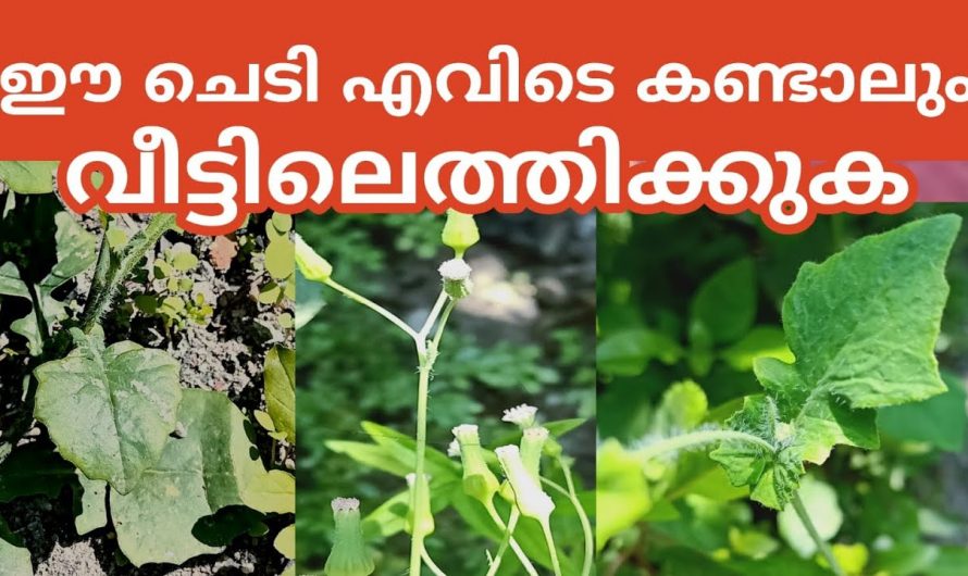 ഈ സസ്യത്തിന്റെ ഗുണങ്ങൾ അറിഞ്ഞാൽ ആരും ഇത് പിഴിതറിയില്ല, മുയൽച്ചെവിയന്റെ അത്ഭുതപ്പെടുത്തുന്ന ഗുണങ്ങൾ…