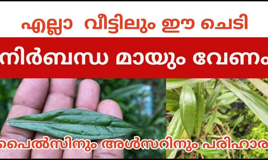 പ്രമേഹ രോഗികളുടെ മുറിവ് പോലും വേഗത്തിൽ ഉണങ്ങാൻ ഈ ഇല മതി..