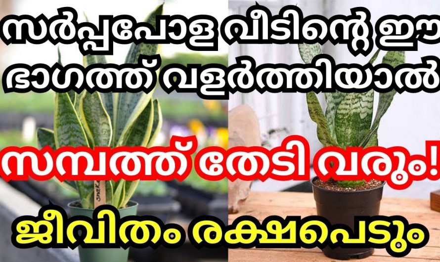 ഈ ചെടി  നിങ്ങളുടെ വീട്ടിൽ നട്ടുവളർത്തു, സമ്പത്ത് ഒഴുകി വരും കഷ്ടകാലം മാറിക്കിട്ടും….