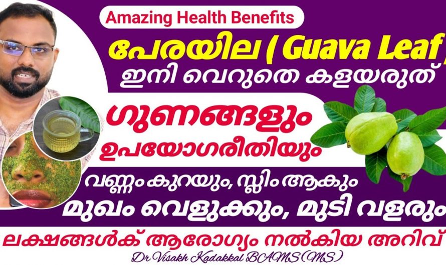 രോഗങ്ങളെ അകറ്റാൻ പേരയില ഇങ്ങനെ ഉപയോഗിച്ചു നോക്കൂ, ഞെട്ടിക്കുന്ന റിസൾട്ട്…