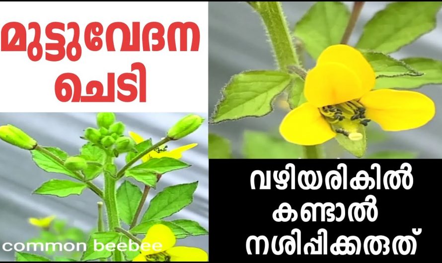 ഏതൊരു വേദനയും നിമിഷങ്ങൾക്കുള്ളിൽ പമ്പകടുത്താം, ഈ സസ്യം വീട്ടിലുണ്ടെങ്കിൽ…