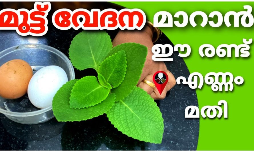 ഈ ഇലകൾ അരച്ചു പുരട്ടിയാൽ എത്ര കഠിനമായ മുട്ടുവേദനയും നിമിഷങ്ങൾക്കുള്ളിൽ മാറും…