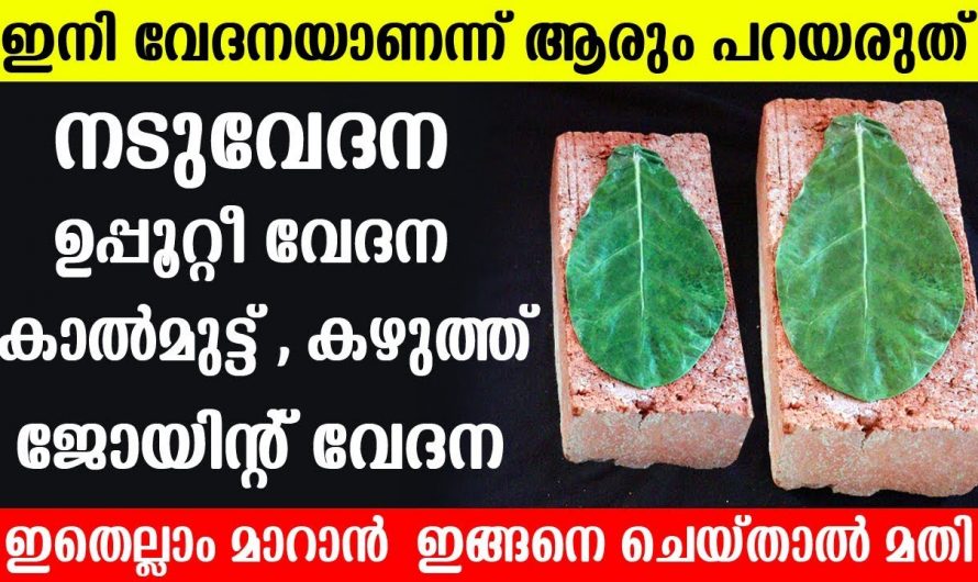 എരിക്കിന്റെ ഇല കൊണ്ട് ഈ സൂത്രം ചെയ്താൽ ഏതു വേദനയും പമ്പ കടക്കും…