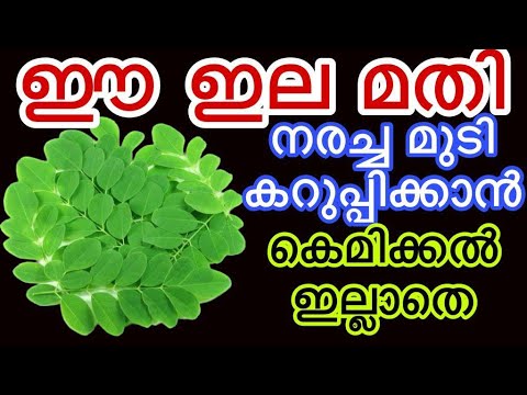 മുടി വേര് മുതൽ കറുപ്പിച്ച് കിട്ടാൻ മുരിങ്ങയില കൊണ്ടൊരു കിടിലൻ ഡൈ വീട്ടിൽ തയ്യാറാക്കാം👌