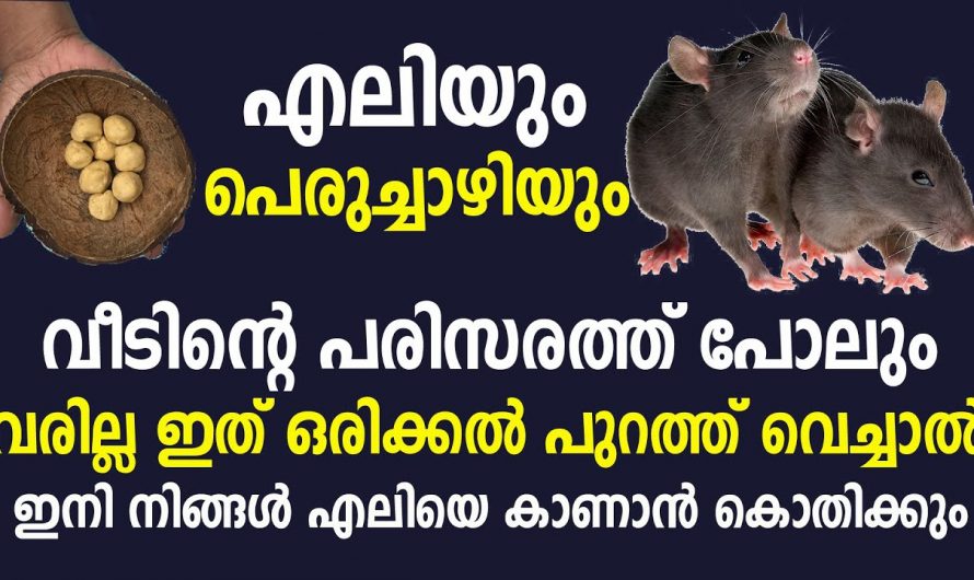 എലികളെ തുരത്താൻ ഒരു അടിപൊളി ടെക്നിക്ക്, പരീക്ഷിച്ചു വിജയിച്ച വഴി…