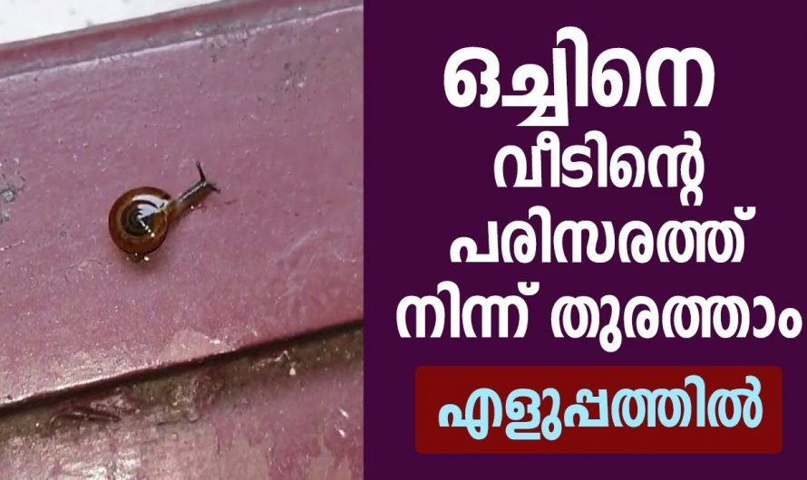 ഒച്ചിനെ തുരത്താൻ അല്പം ഉപ്പ് ഉണ്ടെങ്കിൽ മതിയാകും, ഈ സൂത്രം ഒന്ന് ചെയ്തു നോക്കൂ…