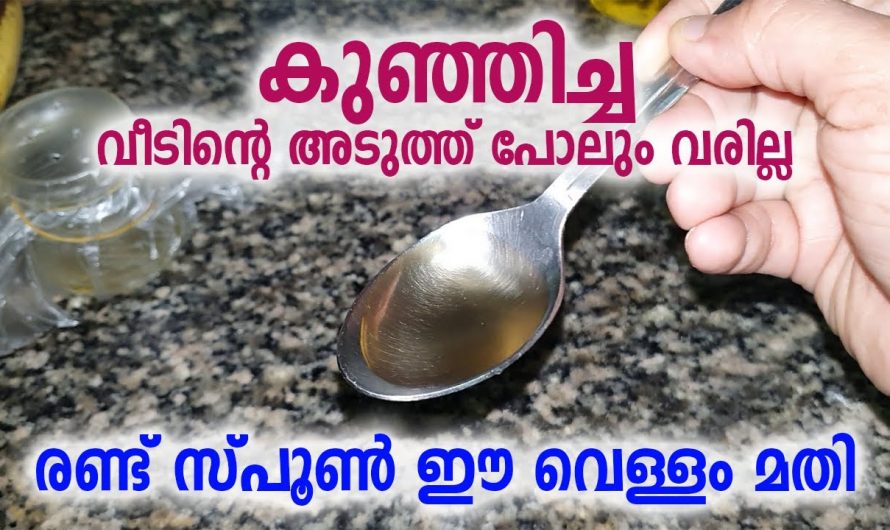 വീട്ടിൽ ഈ സാധനം വെച്ചാൽ കുഞ്ഞീച്ചകൾ ഒരിക്കലും വരില്ല, അവയെ ഓടിക്കാൻ ഒരു അടിപൊളി വഴി👌