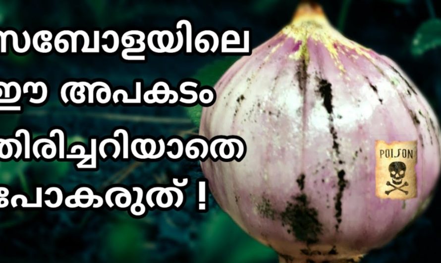 സവാളയിൽ കാണുന്ന ഈ വിഷ വസ്തു കളയുക അല്ലെങ്കിൽ ക്യാൻസർ വരെ ഉണ്ടാകാം…