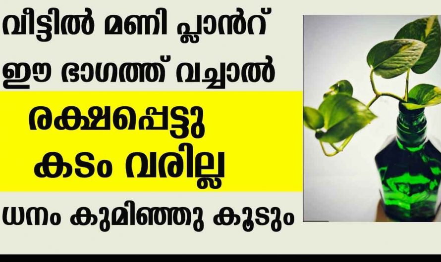 വീടിൻറെ ഈ ഭാഗത്ത് മണി പ്ലാൻറ് വെച്ചാൽ സമ്പത്ത് കുമിഞ്ഞു കൂടും…