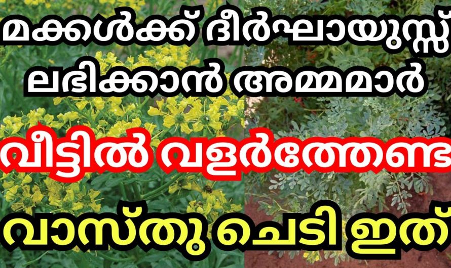 ഈ ചെടി അമ്മമാർ വീട്ടിൽ നട്ടുവളർത്തിയാൽ മക്കൾക്ക് സൗഭാഗ്യങ്ങൾ വന്നുചേരും…