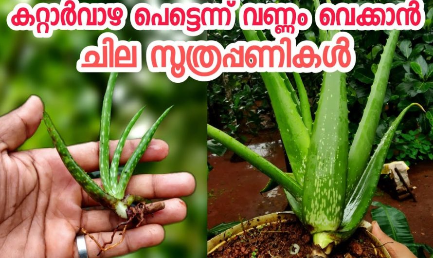 കറ്റാർവാഴ പെട്ടെന്ന് വണ്ണം വയ്ക്കാൻ ഇങ്ങനെ ചെയ്താൽ മതി, പലർക്കും അറിയാത്ത സൂത്രം…