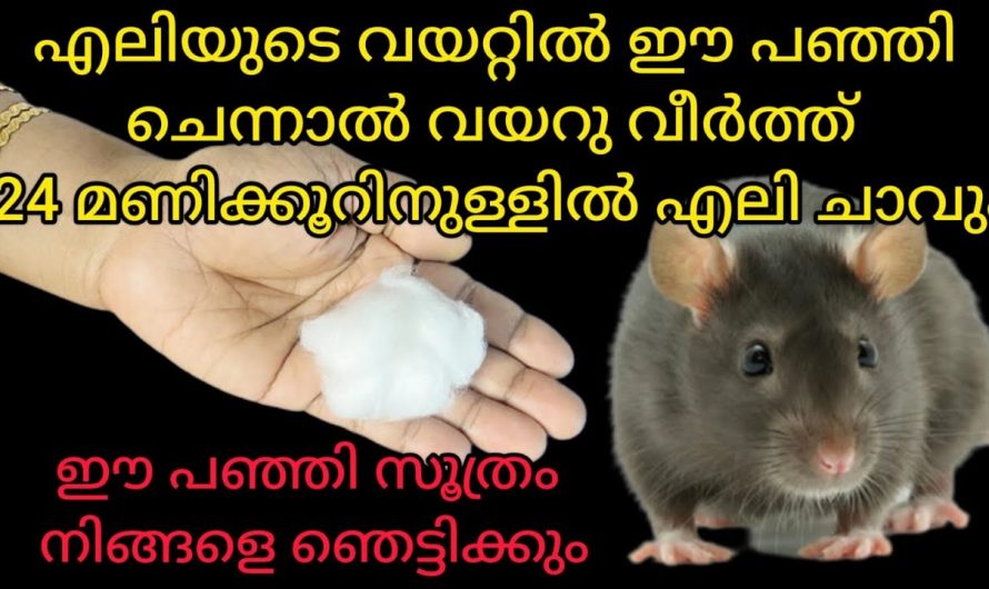 എലികളെ പമ്പ് കടത്താൻ ആരും പറഞ്ഞു തരാത്ത ഒരു കിടിലൻ ടെക്നിക്…