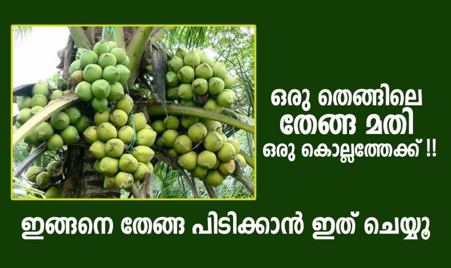 തെങ്ങ് നിറയെ തേങ്ങയുണ്ടാവാൻ ഈ സൂത്രം ചെയ്താൽ മതി, ഉറപ്പായും റിസൾട്ട് കിട്ടും…