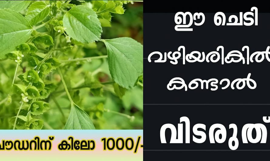 കുപ്പമേനി എന്ന സസ്യം എവിടെ കണ്ടാലും പറിച്ച് വീട്ടിലേക്ക് കൊണ്ടുവരൂ, പല രോഗങ്ങൾക്കുള്ള ഒരു മരുന്ന്…