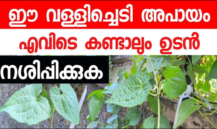 ഈ സസ്യം എവിടെ കണ്ടാലും പിഴുതെറിയു, ഇവ എല്ലാറ്റിനെയും നശിപ്പിക്കും…