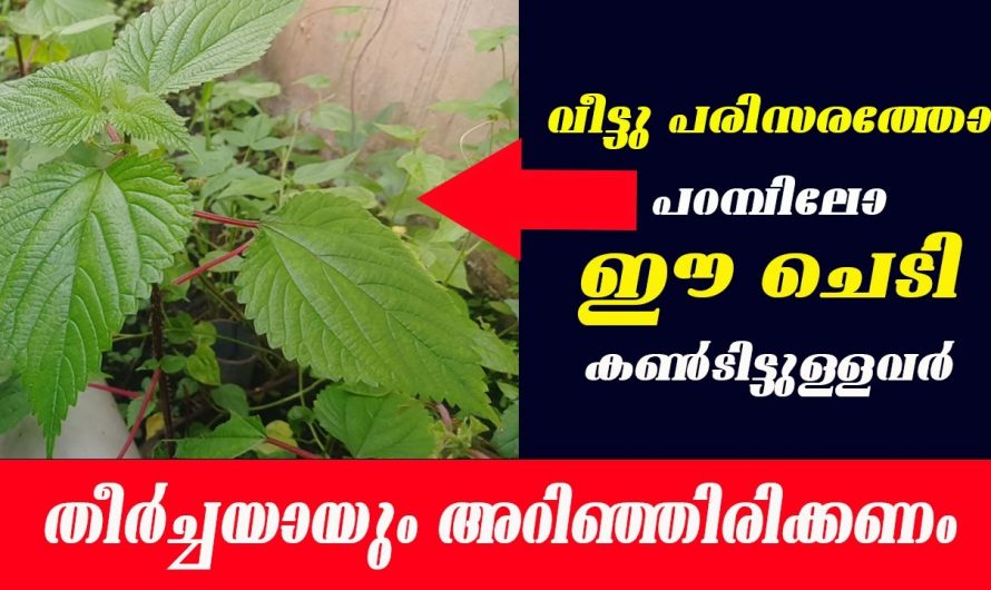 ഇനി ആരും ഇത് പിഴുത് കളയരുത്, ഈ സസ്യത്തിന്റെ ഔഷധഗുണങ്ങൾ ആരെയും ഞെട്ടിക്കും😱