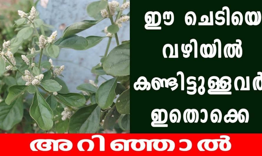 ഈ സസ്യം വീട്ടിലുണ്ടെങ്കിൽ ഇനി ഒരു രോഗത്തിനും മരുന്നു വേണ്ട, ചെറൂളയുടെ അത്ഭുതപ്പെടുത്തും ഗുണങ്ങൾ…