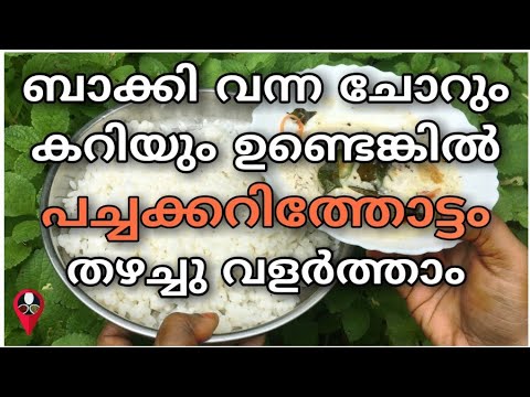 ഇനി പച്ചക്കറി കൃഷി വീട്ടിൽ തന്നെ എളുപ്പത്തിൽ ചെയ്യാം, ഇതാ ചില കിടിലൻ ഐഡിയകൾ….