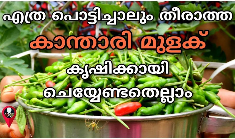 ഇനി കാന്താരി കുലകുലയായി ഉണ്ടാകും, വീട്ടിലെ ഈ സാധനങ്ങൾ ഇനി വെറുതെ കളയണ്ട…