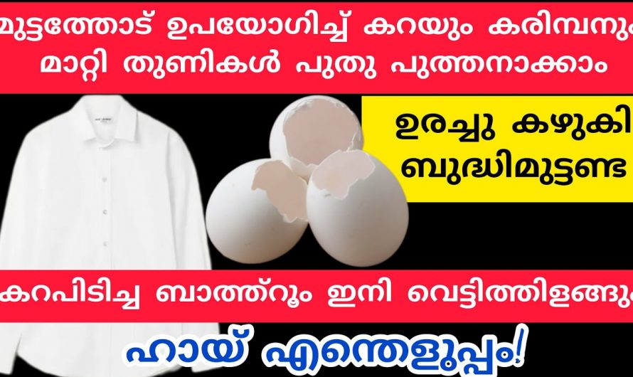 ഈ ഉപയോഗങ്ങൾ അറിഞ്ഞാൽ മുട്ടത്തോട് ഇനി ആരും വെറുതെ കളയില്ല….