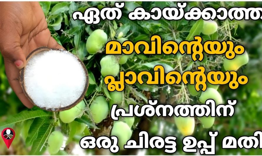 ഏത് കായ്ക്കാത്ത മാവും പ്ലാവും നിറയെ കായ്ക്കാൻ ഉപ്പു കൊണ്ടൊരു കിടിലൻ സൂത്രം….