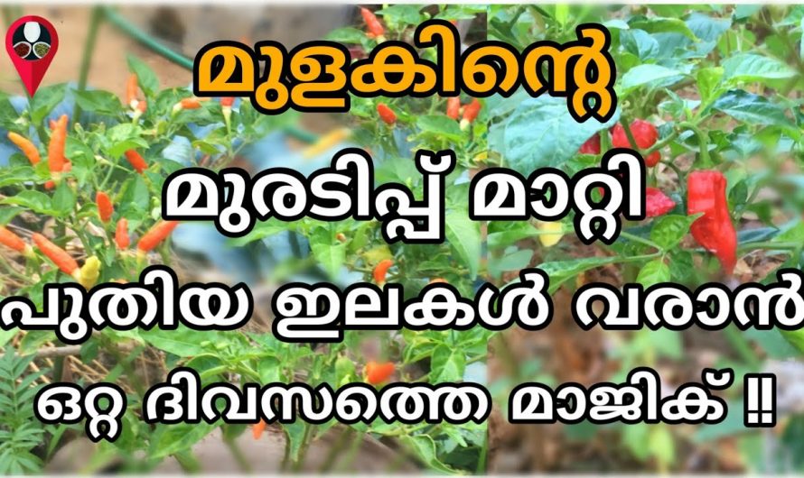 മുളകിന്റെ കുരുടിപ്പ് മാറാനും നിറയെ കായ്ക്കാനും ആരും പറഞ്ഞു തരാത്ത ഒരു കിടിലൻ സൂത്രം…