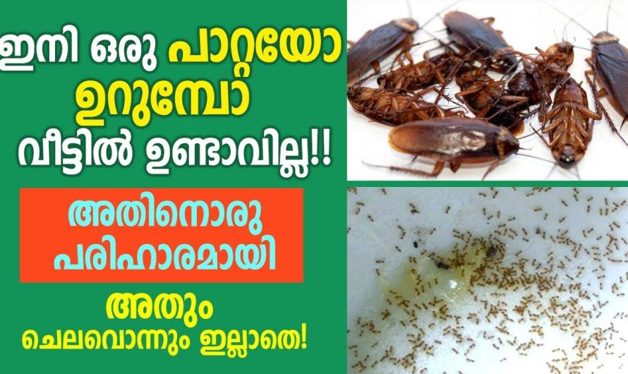 പാറ്റകളെയും ഉറുമ്പുകളെയും ഓടിക്കാൻ വീട്ടിലെ ഈ ചേരുവകൾ മതി…