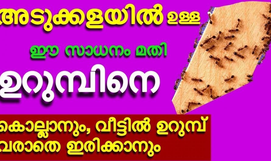 ഉറുമ്പുകളെ തുരുത്തിയോടിക്കാൻ അടുക്കളയിലെ ഈ സാധനങ്ങൾ മതി, ഒരു കിടിലൻ ടിപ്പ്…